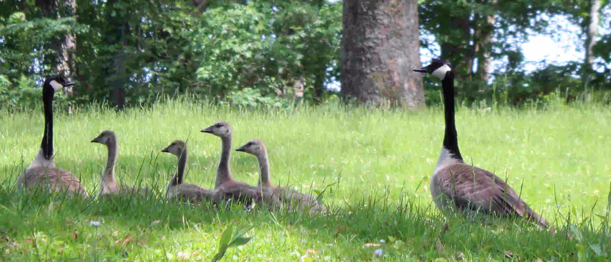 picture of a family of geese walking in a line